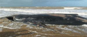 Baleia encontrada morta em Chinde