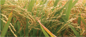 Zambézia faz colheitas duplas de arroz