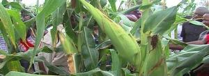 Agência de Desenvolvimento do Zambeze investe 2.5 mil milhões de meticais na agricultura Agência de Desenvolvimento do Zambeze investe 2.5 mil milhões de meticais na agricultura
