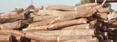 Apreendidos seis mil metros de madeira na Reserva do Gilé nos últimos três anos