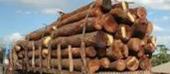 Apreendidos seis mil metros de madeira na Reserva do Gilé nos últimos três anos