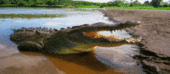 Crocodilos provocam luto no Chinde