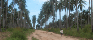 Fórum de reflexão sobre amarelecimento do coqueiro quer devolver palmar do Mundo à Zambézia Fórum de reflexão sobre amarelecimento do coqueiro quer devolver palmar do Mundo à Zambézia