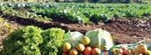 Governo organiza fórum para alavancar comercialização agrícola