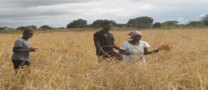 Moçambique e SADC constroem Centro Regional de Liderança em pesquisa de arroz em Namacurra Moçambique e SADC constroem Centro Regional de Liderança em pesquisa de arroz em Namacurra