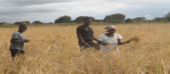 Moçambique e SADC constroem Centro Regional de Liderança em pesquisa de arroz em Namacurra