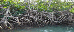 Pebane: captura de caranguejo devasta mangal e ecossistema