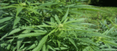 PRM apreende mais de cinco toneladas de Canabis-sativa, vulgo suruma, na Zambézia