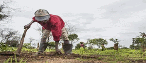 SUSTENTA, financia pequenos agricultores na Zambézia