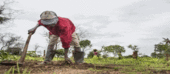 SUSTENTA, financia pequenos agricultores na Zambézia