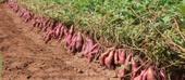 USAID financia projecto de batata-doce em Nampula e Zambézia 