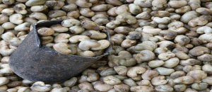 ZAMBÉZIA: OPTIMISMO NA CAMPANHA DE COMERCIALIZAÇÃO DE CASTANHA DE CAJU ZAMBÉZIA: OPTIMISMO NA CAMPANHA DE COMERCIALIZAÇÃO DE CASTANHA DE CAJU
