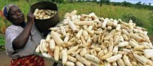 Zambézia supera meta de produção de milho Zambézia supera meta de produção de milho